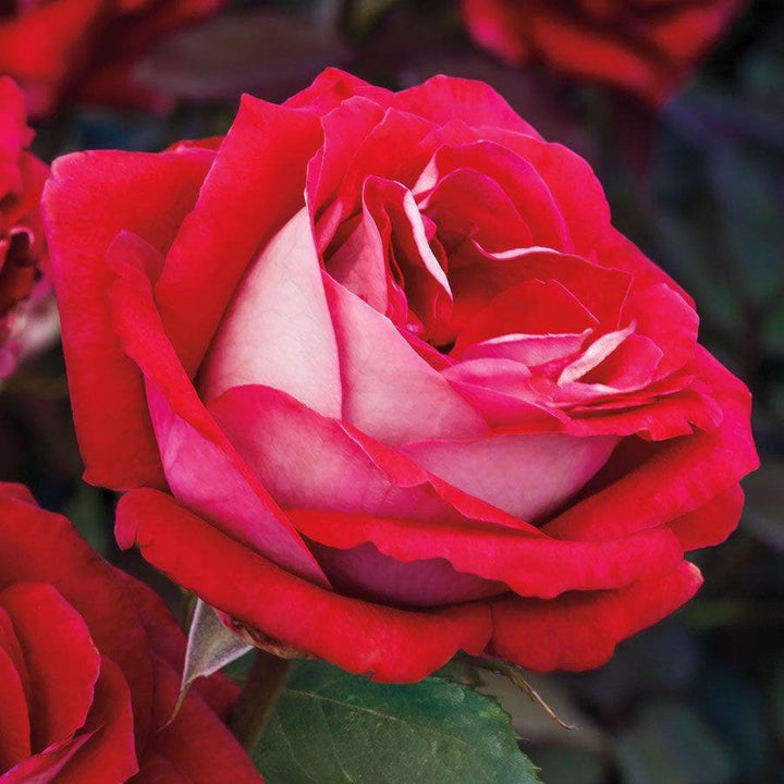Jackson & Perkins Roses – Wayside Gardens