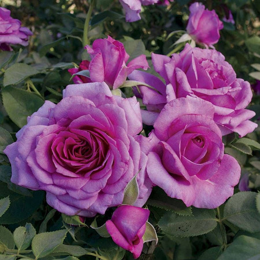 Rosa Simply Magnifiscent