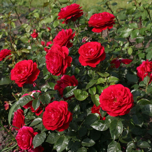 Bordeaux® Citiscape® Floribunda Rose