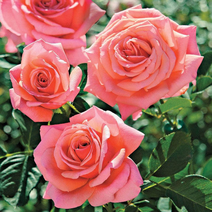 Jackson & Perkins Roses – Wayside Gardens