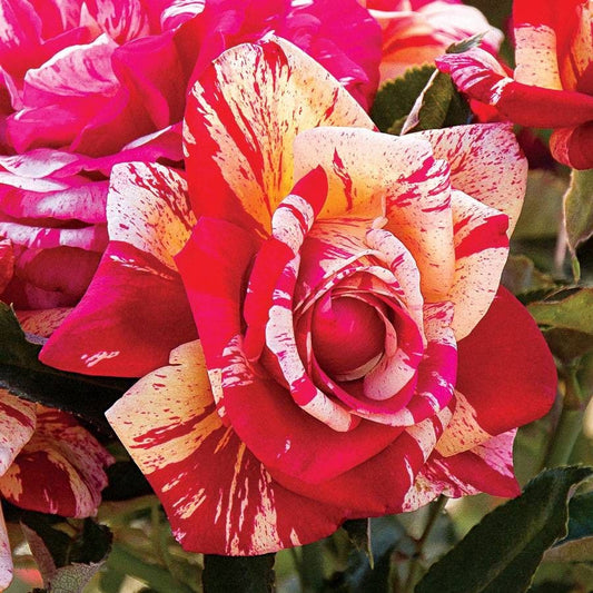 Rosa Daring Spirit®