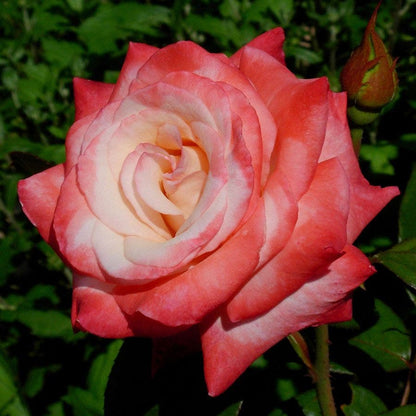 Gemini Hybrid Tea Rose