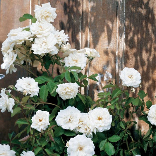 Rosa Lace Cascade