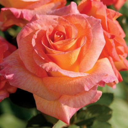 Rosa Mardi Gras