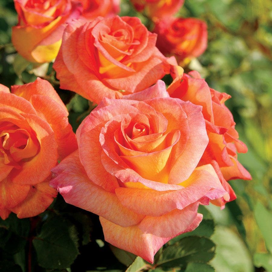 Rosa Mardi Gras