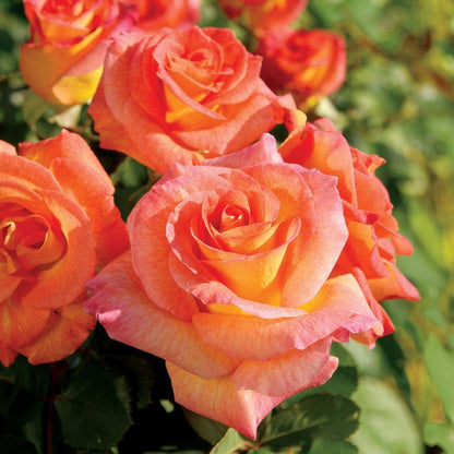 Rosa Mardi Gras