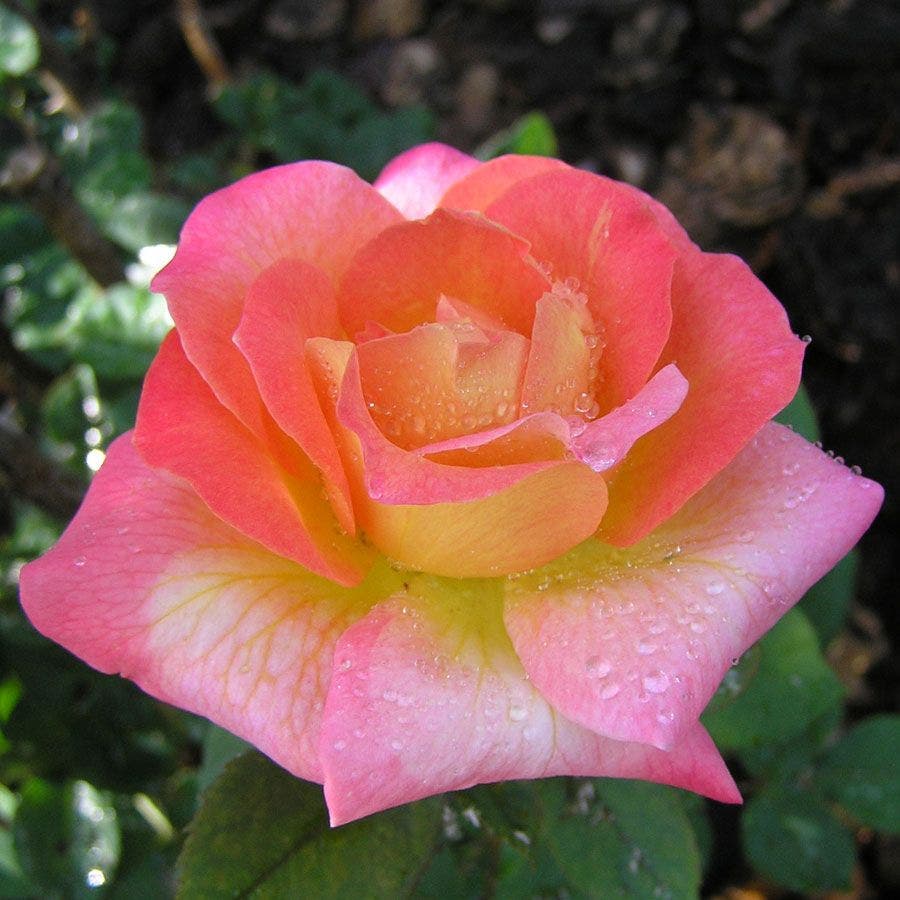 Rosa Mardi Gras