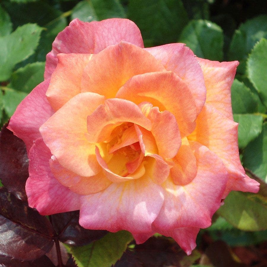 Rosa Mardi Gras