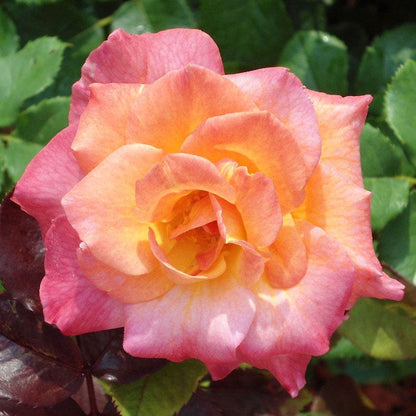 Rosa Mardi Gras