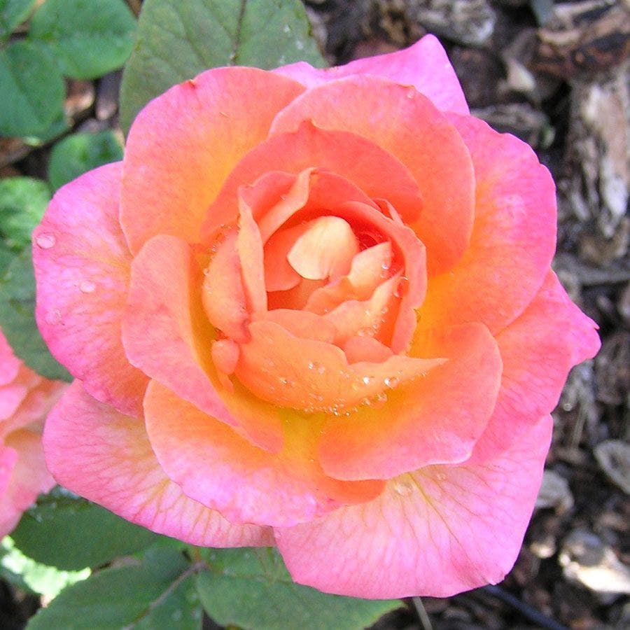 Rosa Mardi Gras
