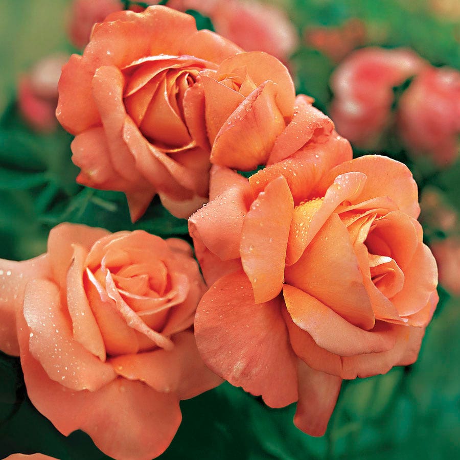 Rosa Outrageous