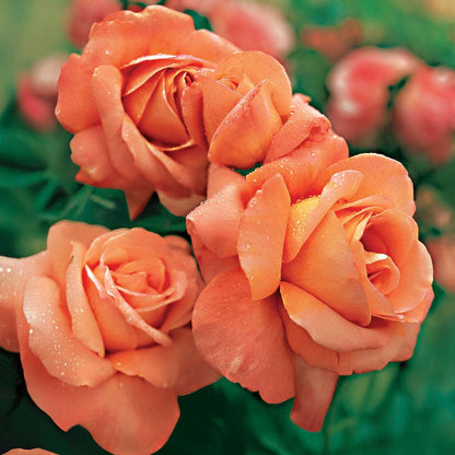 Rosa Outrageous