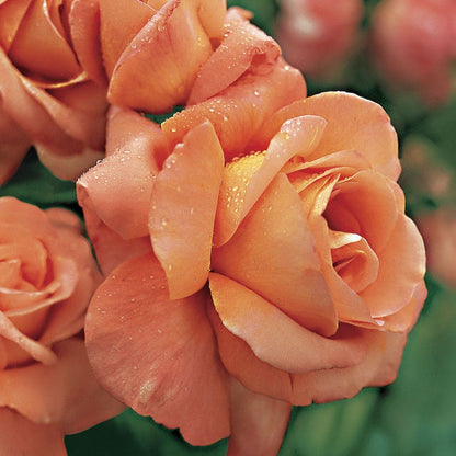 Rosa Outrageous