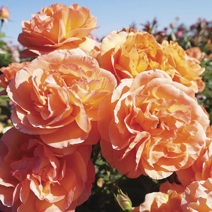 Rosa Outrageous