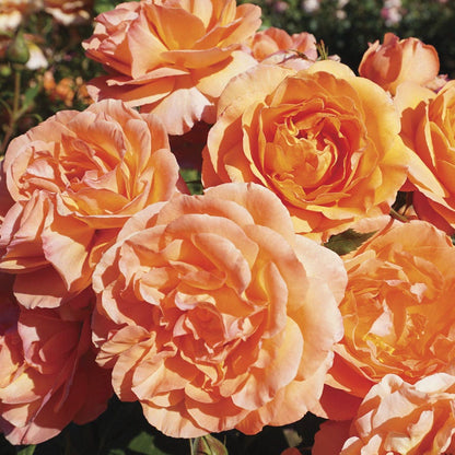 Rosa Outrageous