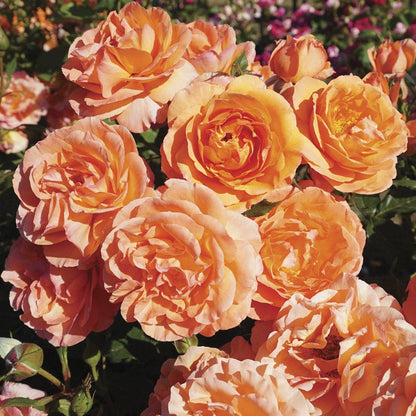 Rosa Outrageous