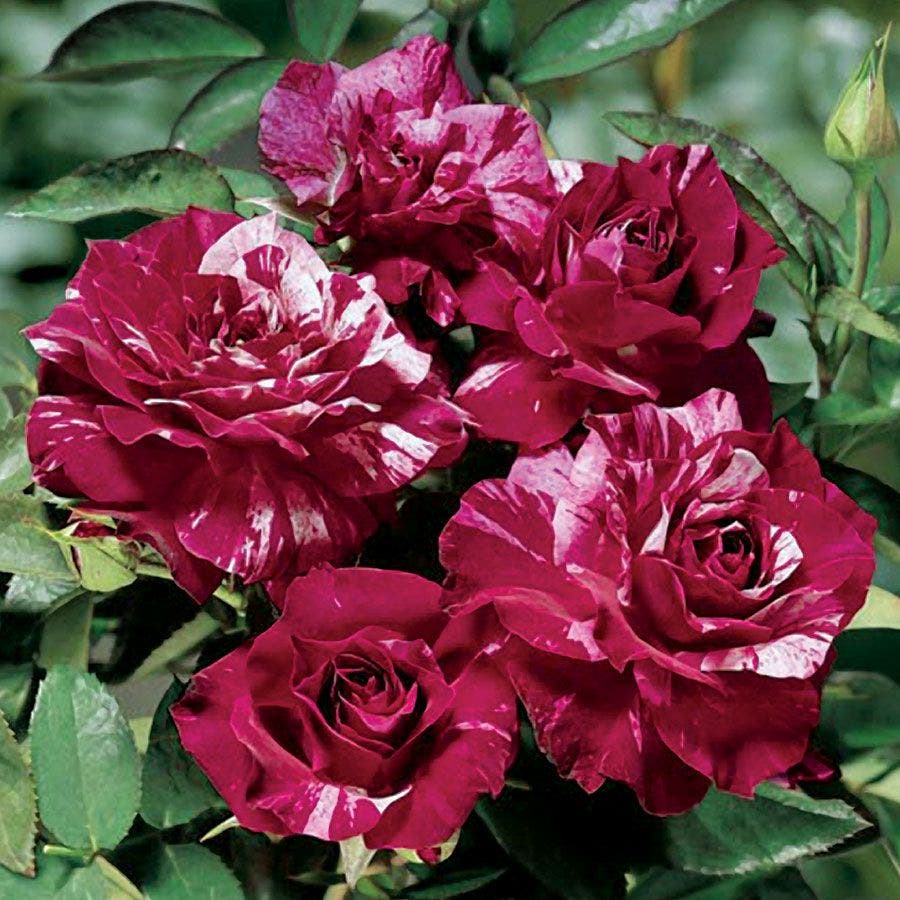 Rosa Purple Tiger