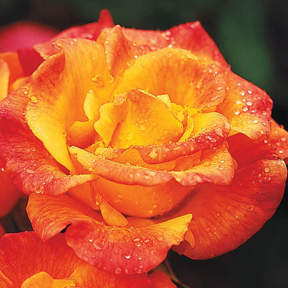 Rosa Rio Samba