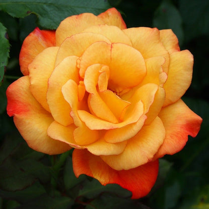 Rosa Rio Samba