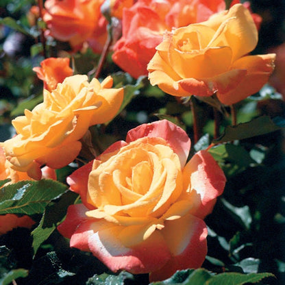 Rosa Rio Samba