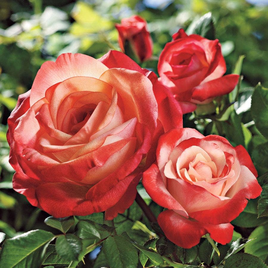Rosa Sheer Magic