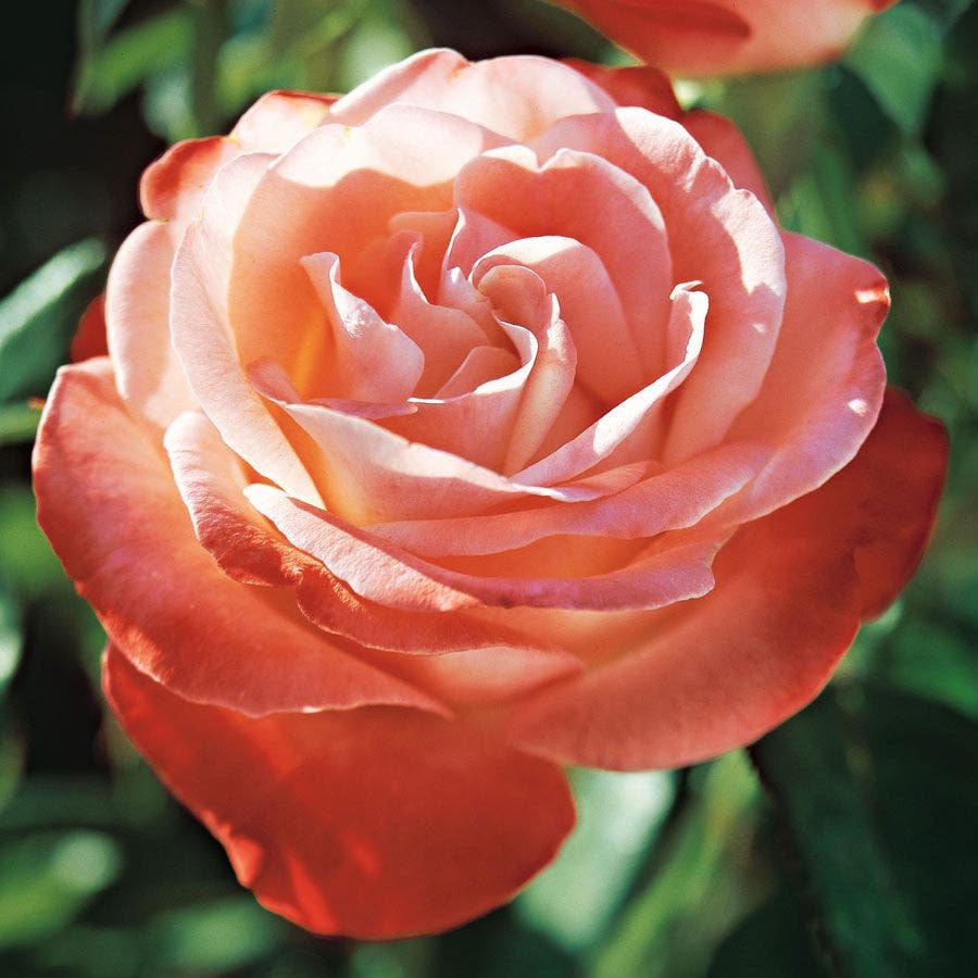 Rosa Sheer Magic