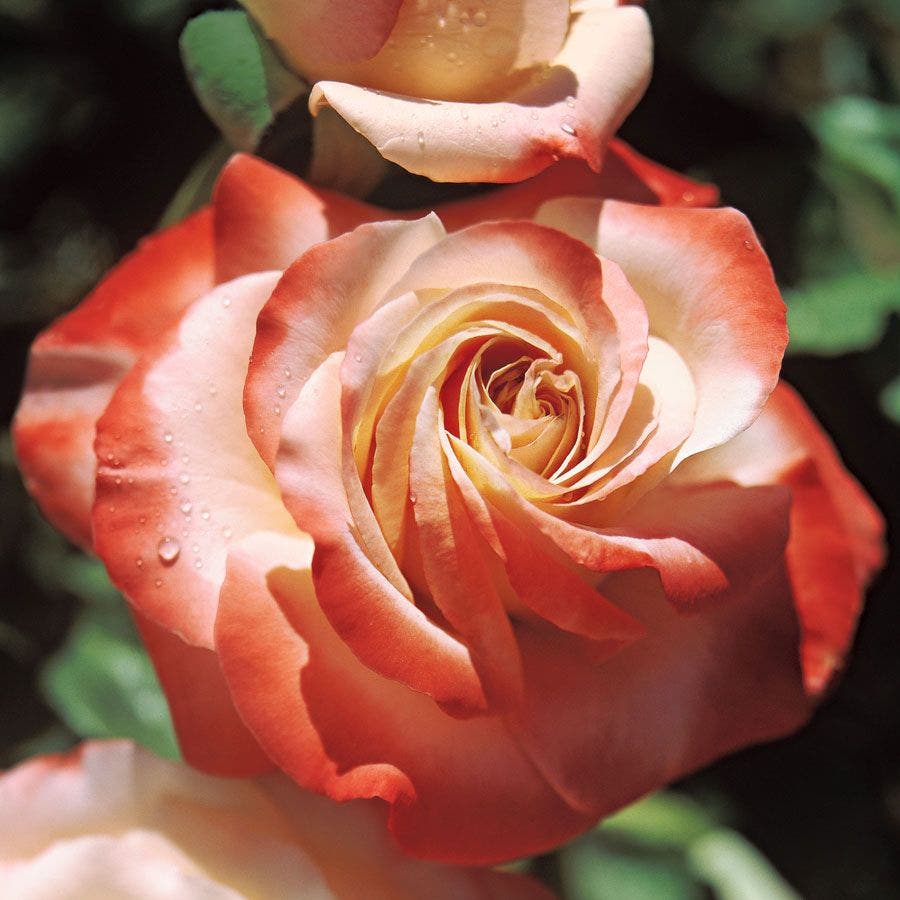 Rosa Sheer Magic