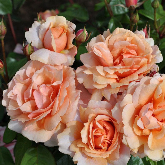 Rosa Soul Sister™ Sunbelt®