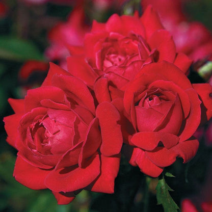 Rosa Double Knock Out®