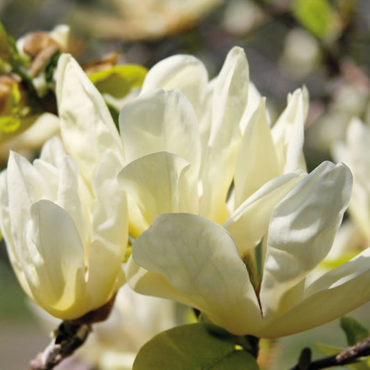 Magnolia 'Elizabeth'