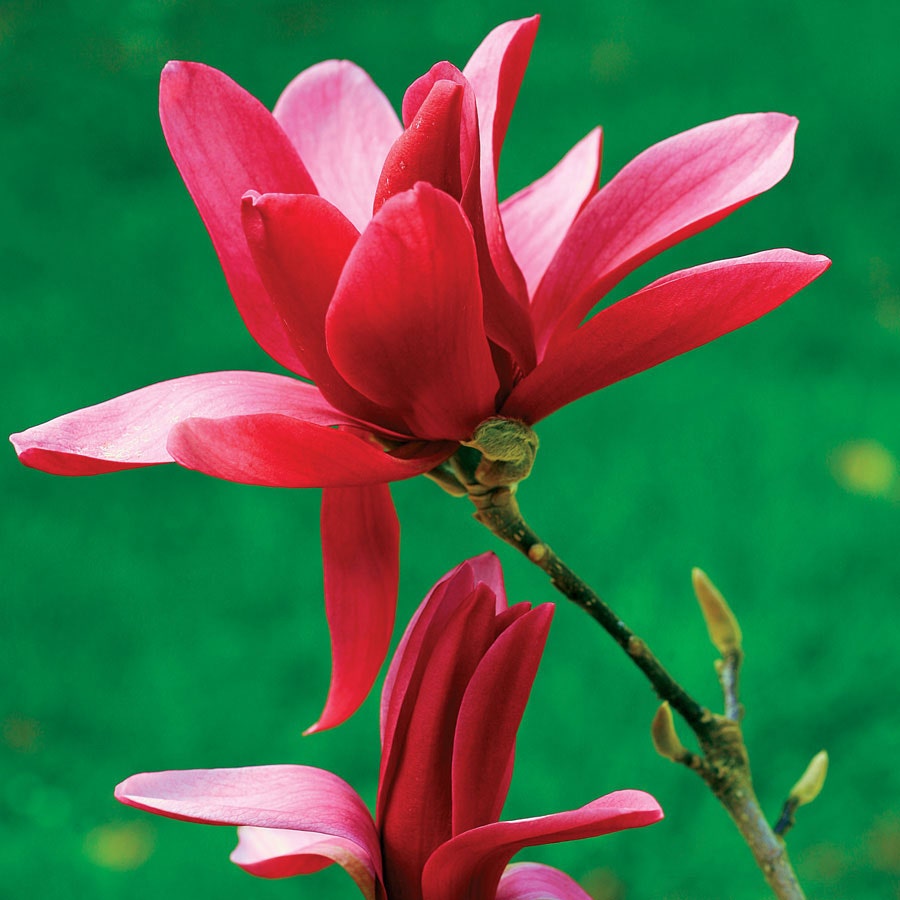 Magnolia 'Burgundy Star'