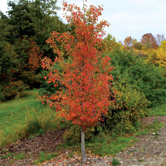 Tupelo Tower™ Blackgum