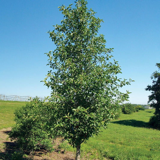 Tupelo Tower™ Blackgum