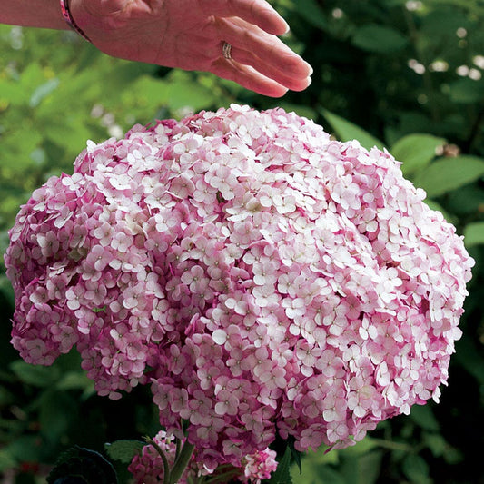 Hydrangea Incrediball® Blush Smooth Hydrangea