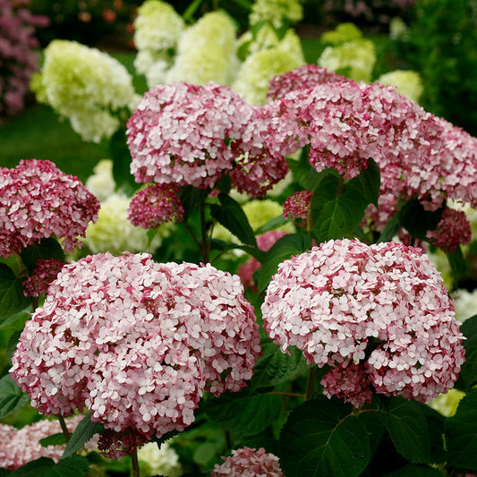 Hydrangea Incrediball® Blush Smooth Hydrangea