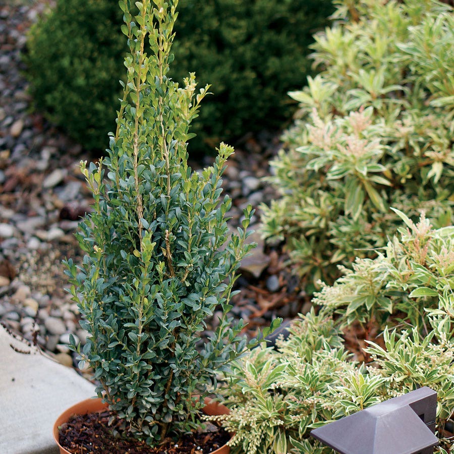 Buxus 'Skywalker'