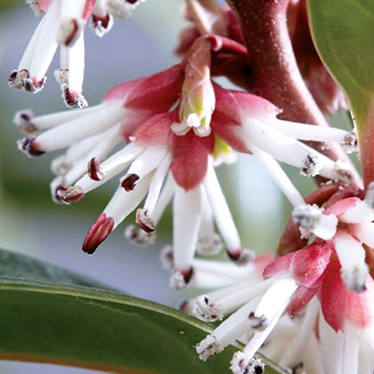 Sarcococca Winter Gem