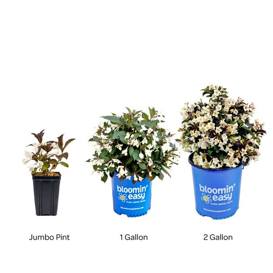 Weigela Tuxedo™