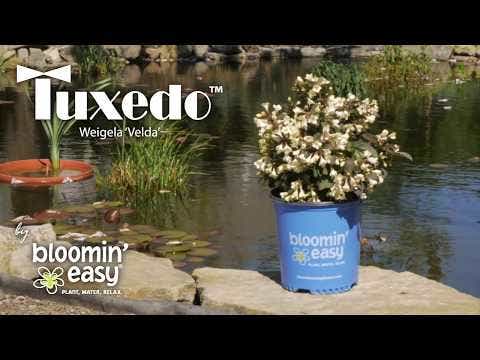 Weigela Tuxedo™