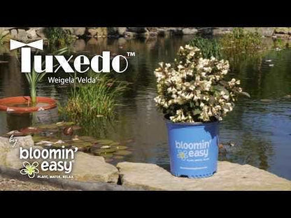 Weigela Tuxedo™
