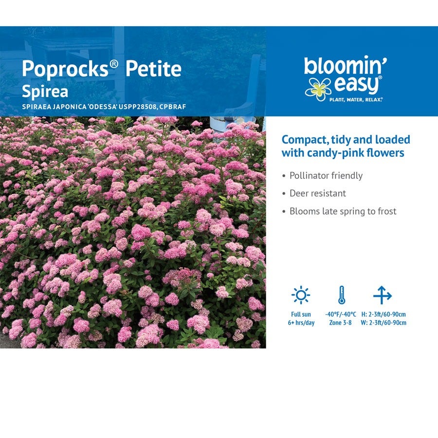 Spiraea Poprocks® Petite Meadowsweet
