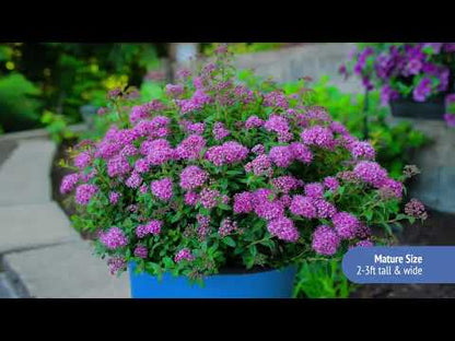 Spiraea Poprocks® Petite Meadowsweet