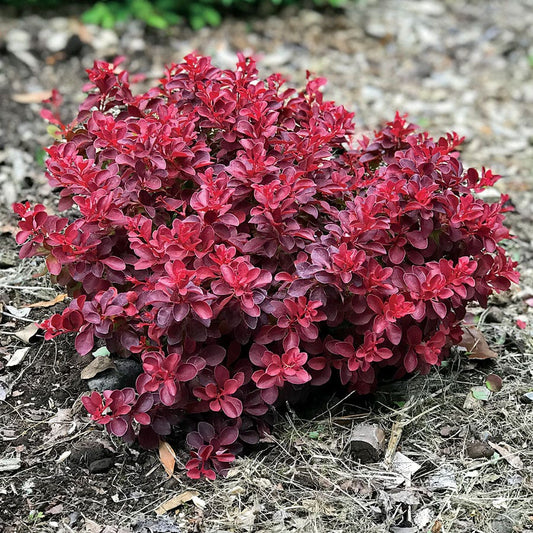 Berberis 'Fireball'
