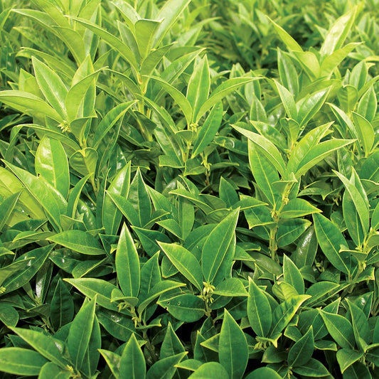 Sarcococca Fragrant Valley™