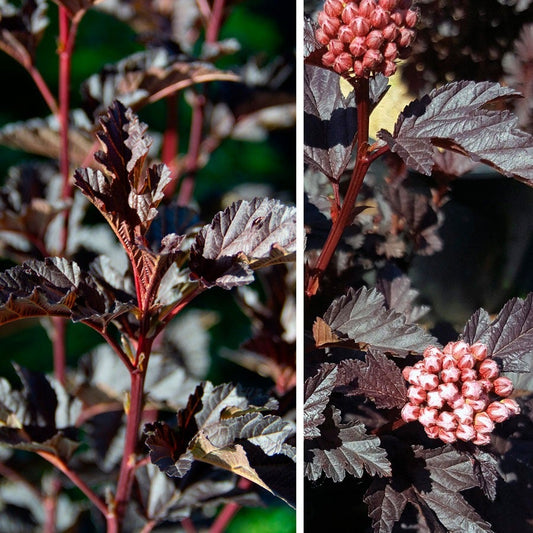 Physocarpus Panther® Ninebark
