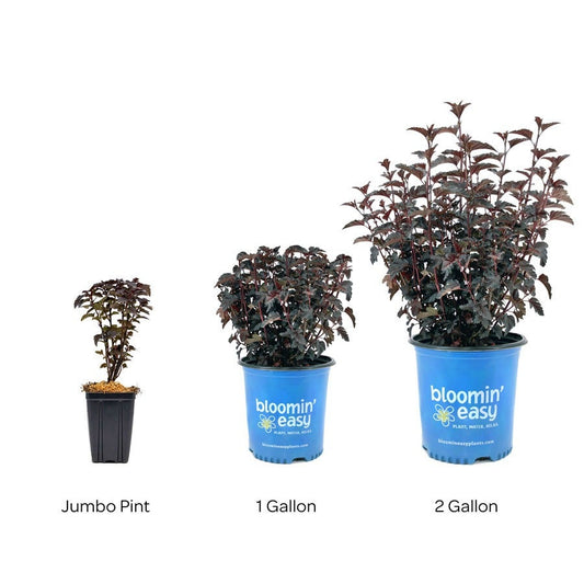 Physocarpus Panther® Ninebark