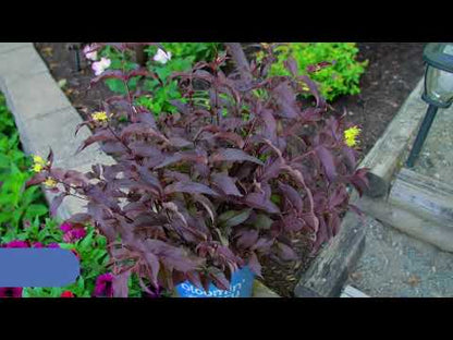 Diervilla Nightglow™ Bush Honeysuckle