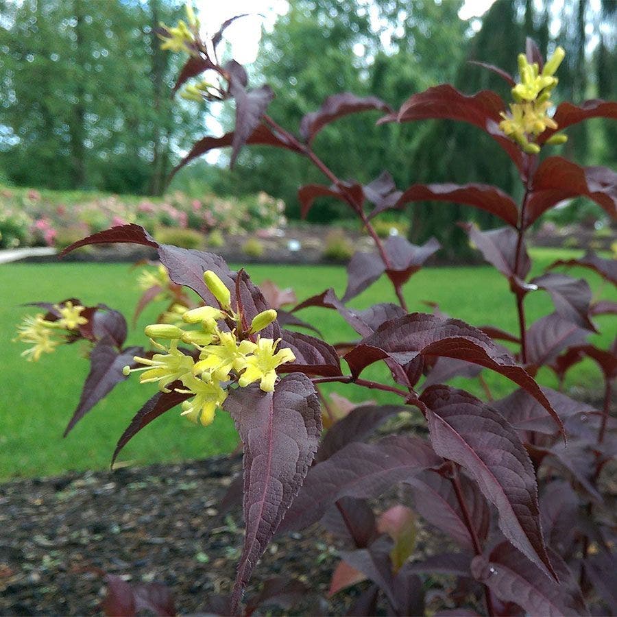 Diervilla Nightglow™ Bush Honeysuckle