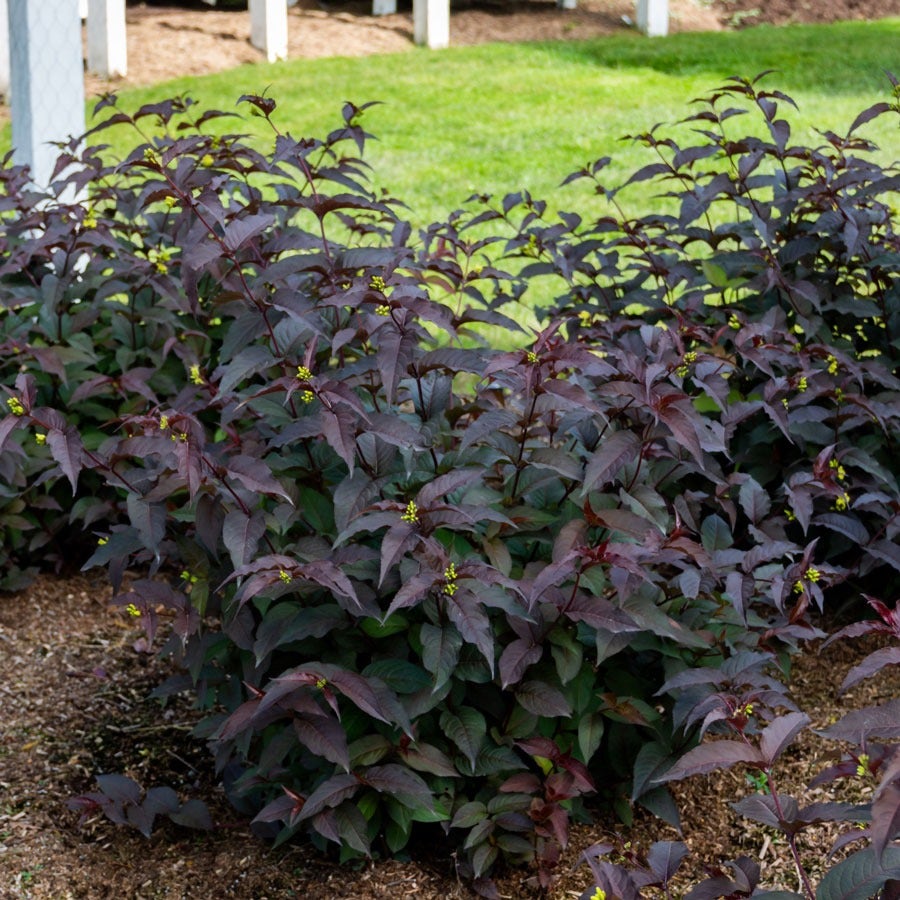 Diervilla Nightglow™ Bush Honeysuckle