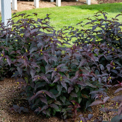 Diervilla Nightglow™ Bush Honeysuckle